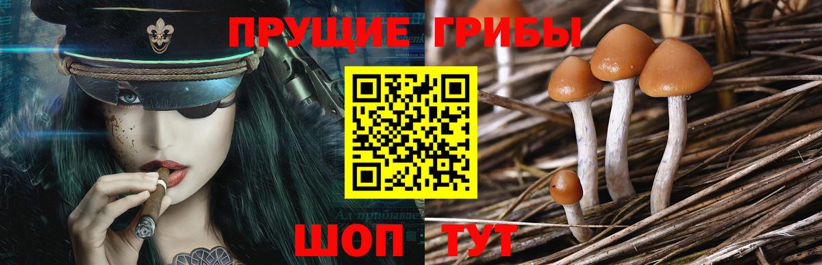 Чистополь  Галлюциногенные грибы Cubensis  Вход с VPN 